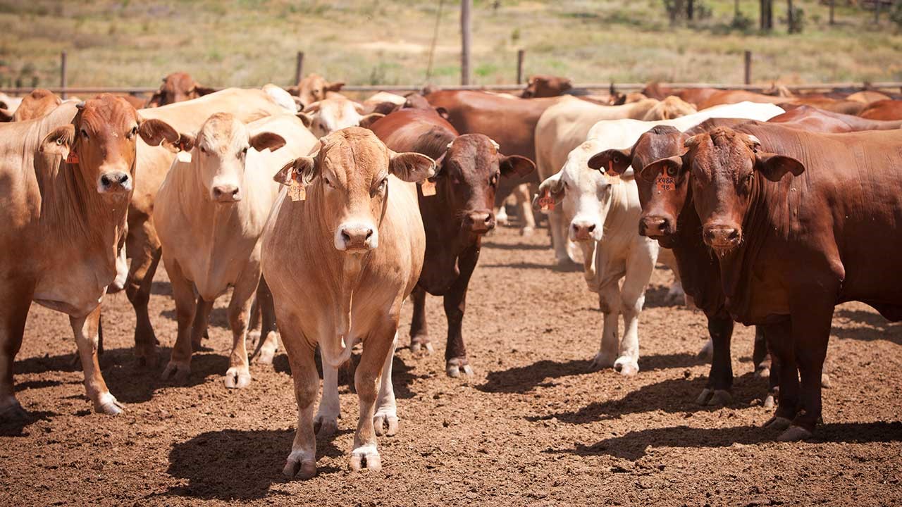 Cattle (Beef) Knowledgebase Farm Transparency Project Australian